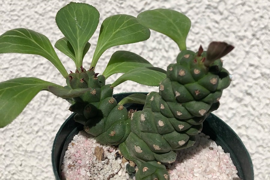Euphorbia ritchiei