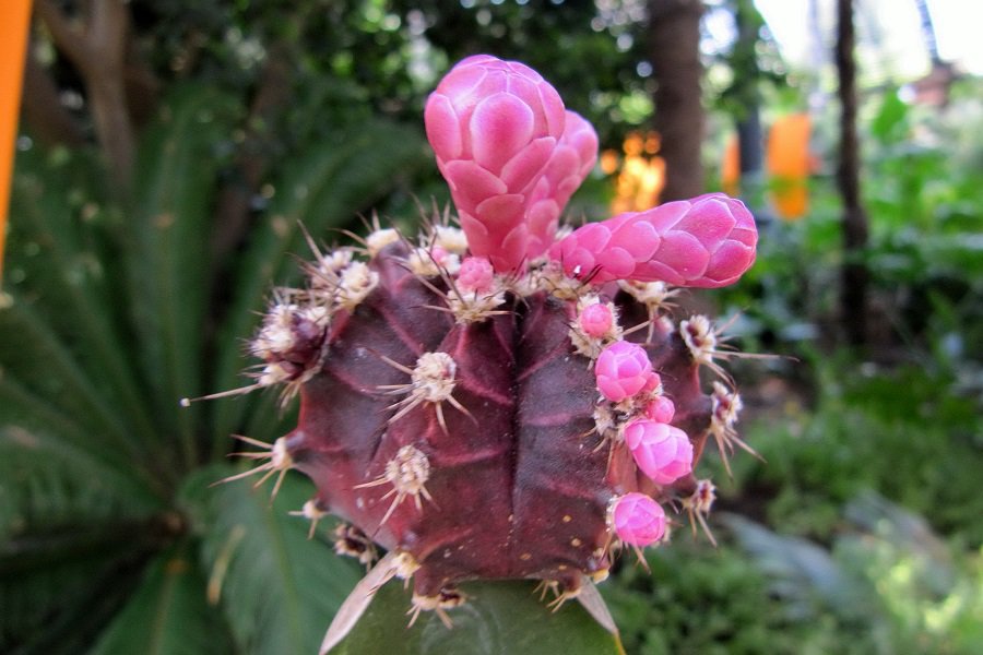 Gymnocalycium mihanovichii Variegata