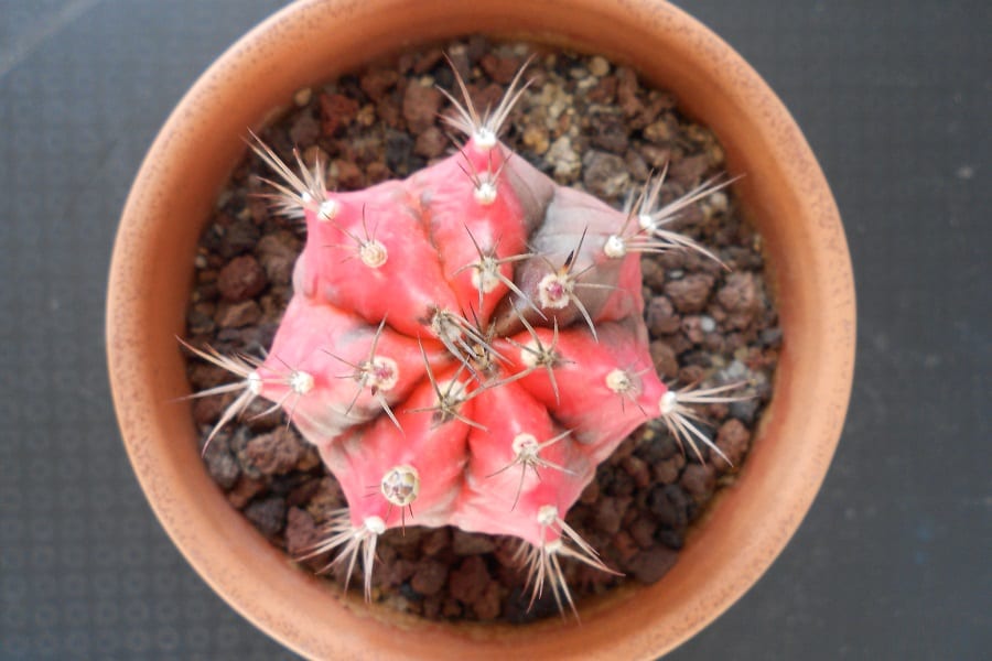 Gymnocalycium mihanovichii Variegata