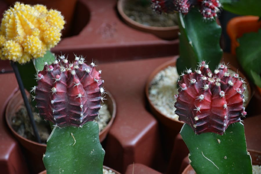 Gymnocalycium mihanovichii Variegata