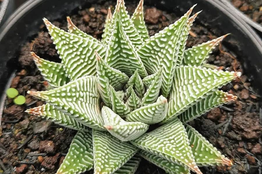 Haworthia limifolia Striata