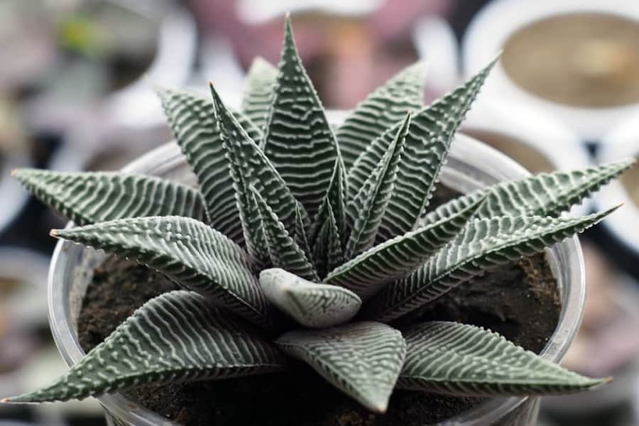 Haworthia limifolia Striata