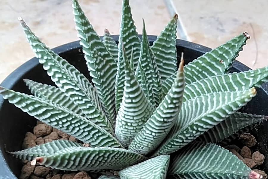 Haworthia limifolia Striata
