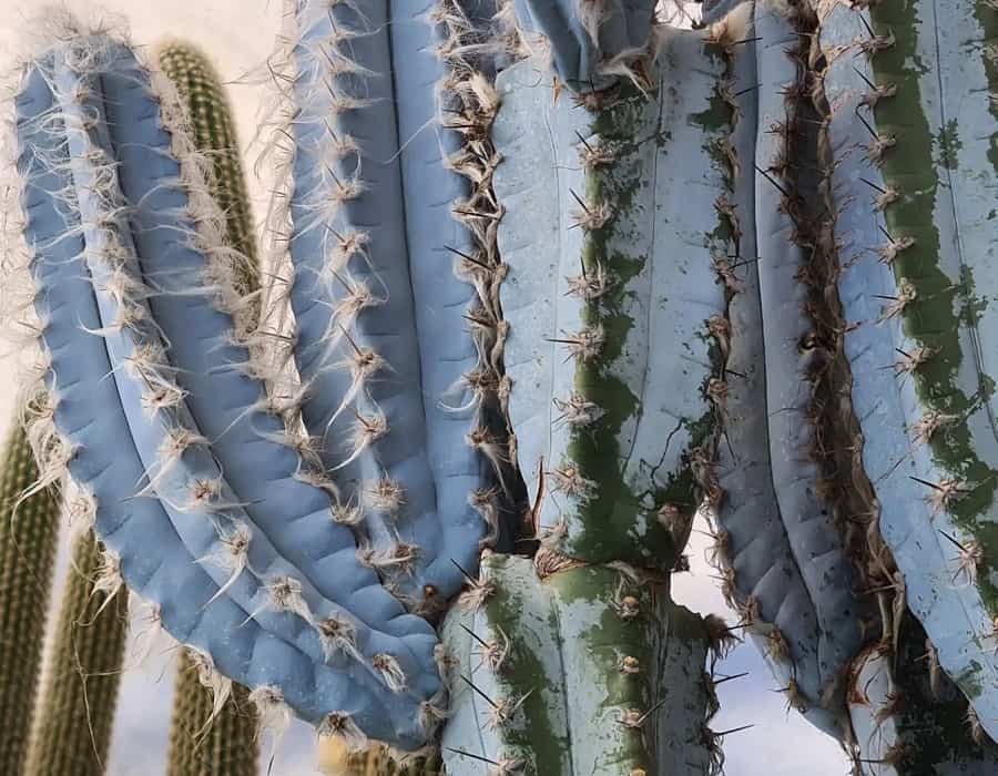 Pilosocereus azureus