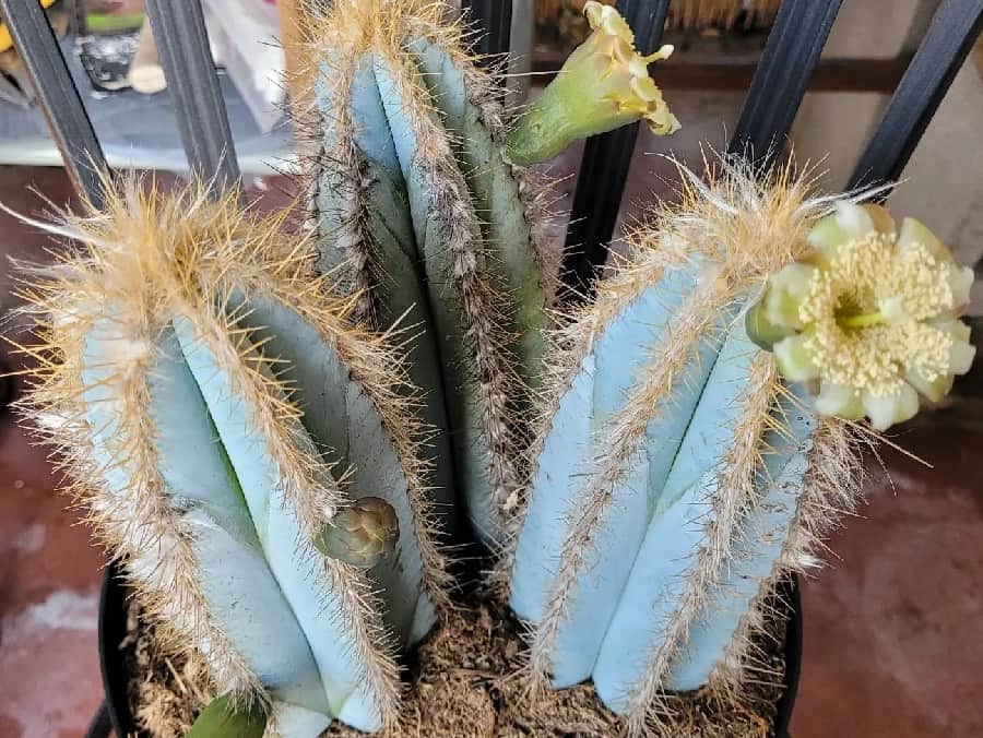 Pilosocereus azureus