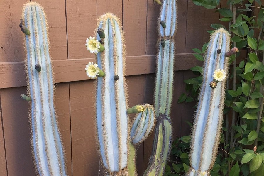 Pilosocereus azureus