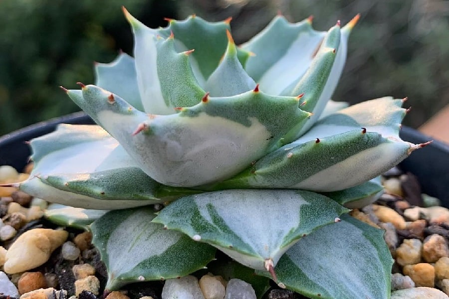 agave isthmensis variegated ohi raijin