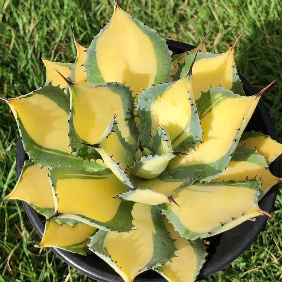 agave isthmensis variegated rum runner