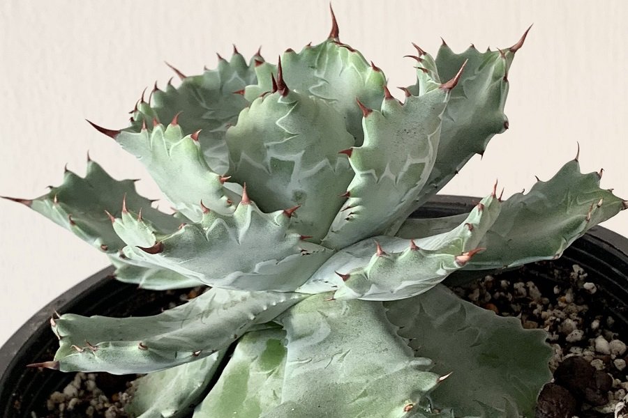 agave isthmensis