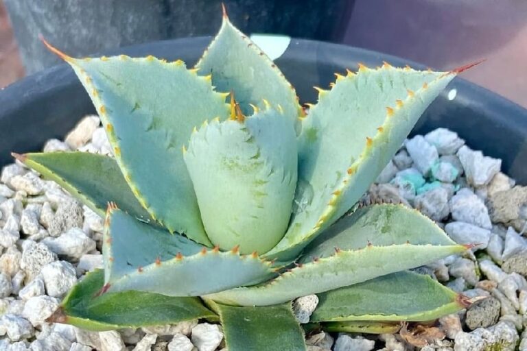 Agave pygmaea Dragon Toes: Characteristics and Care - Cactus & Succulents