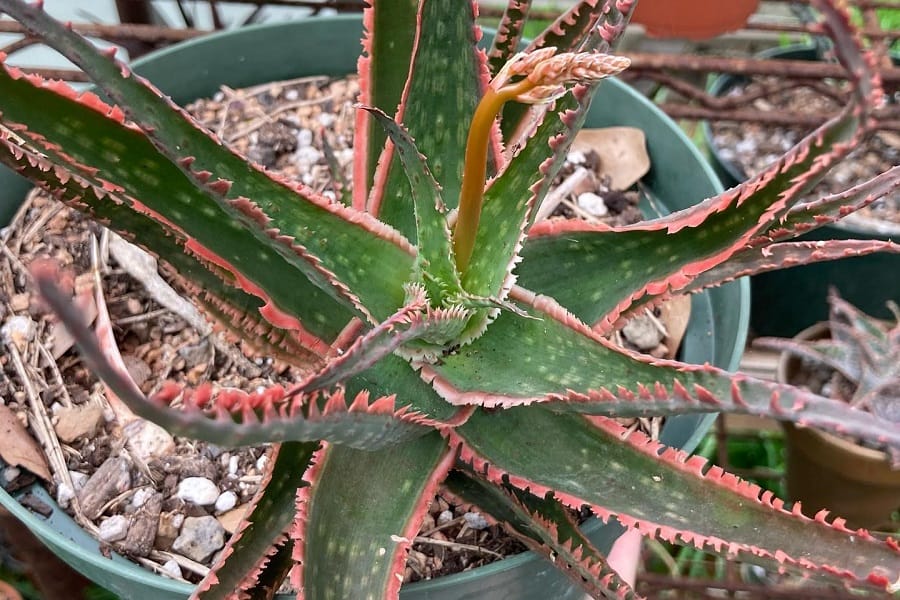 aloe coral fire