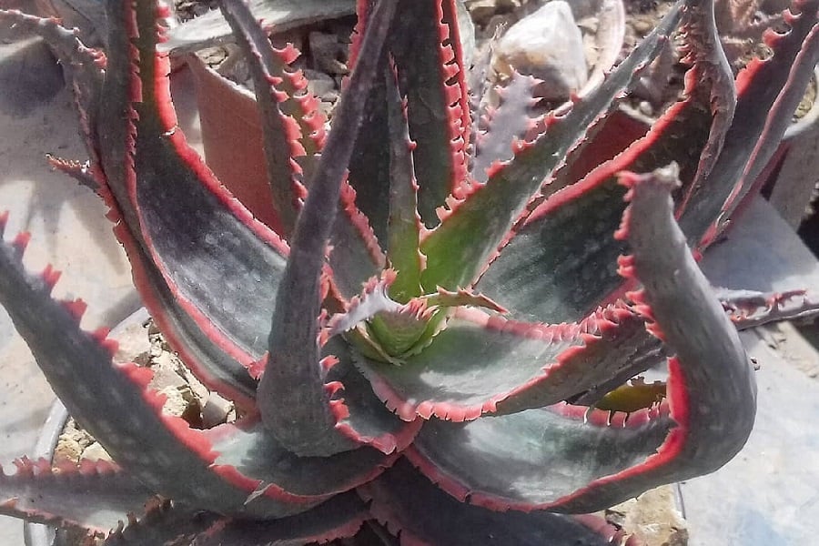 aloe coral fire