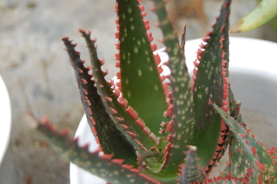 aloe coral fire