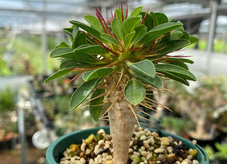 euphorbia guillauminiana