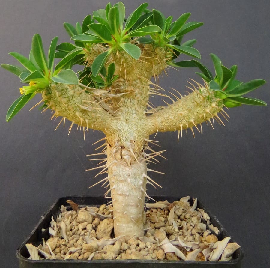 euphorbia guillauminiana