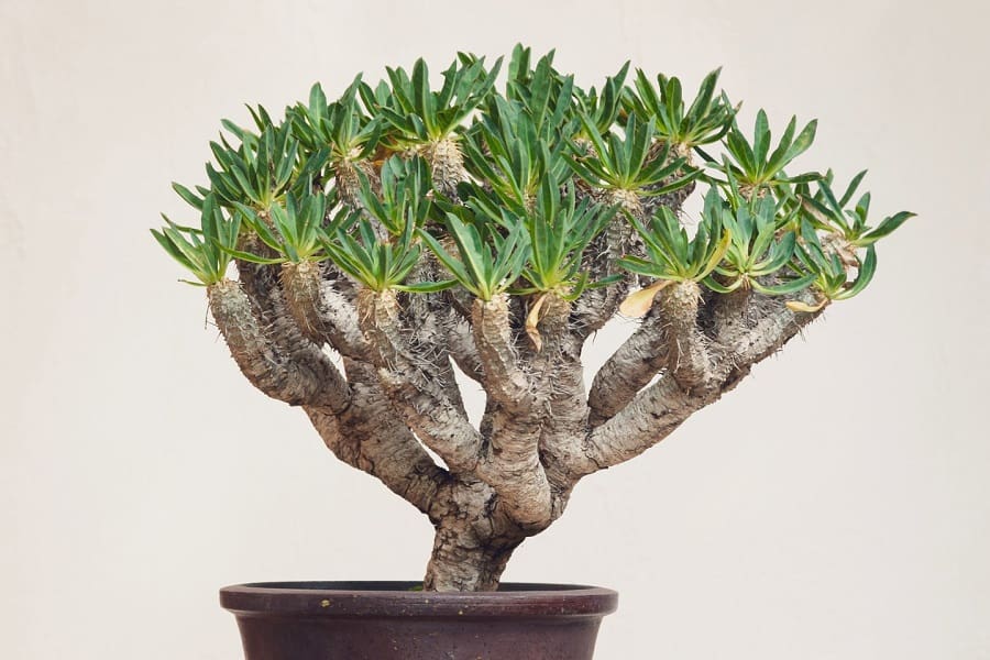 euphorbia guillauminiana