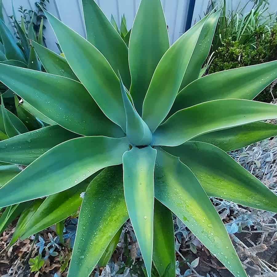 fox tail agave