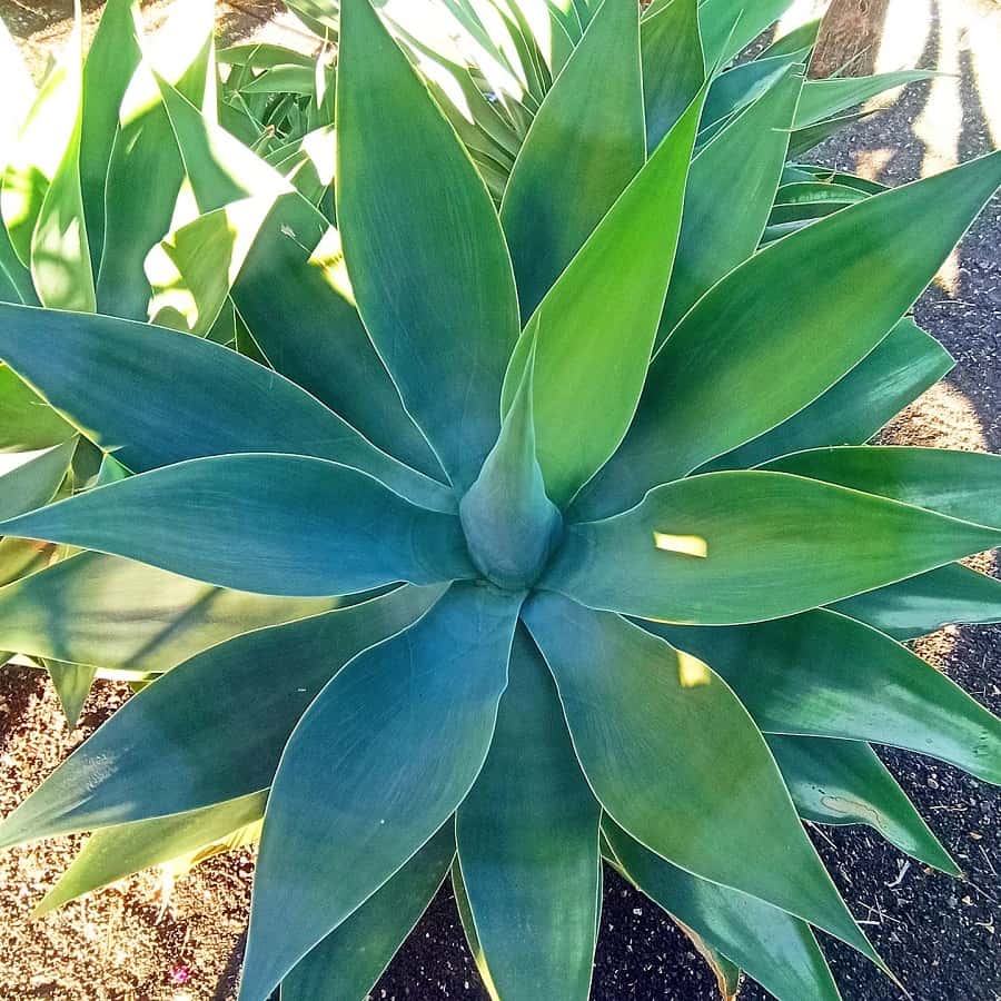 fox tail agave