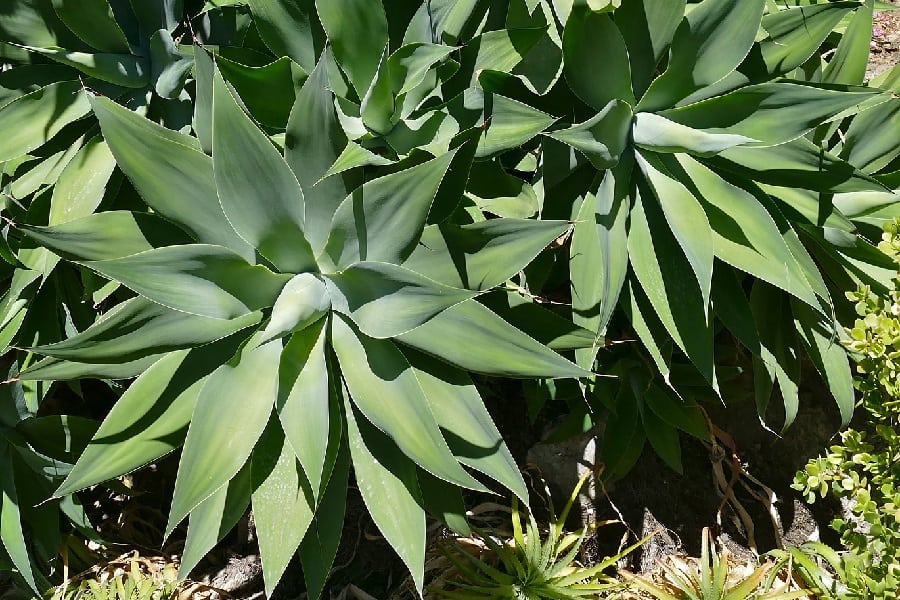 fox tail agave