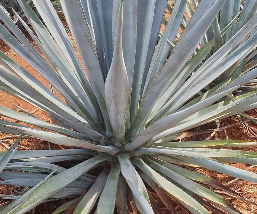 weber blue agave