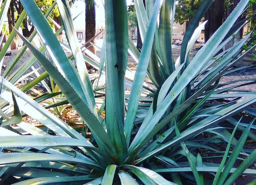 weber blue agave