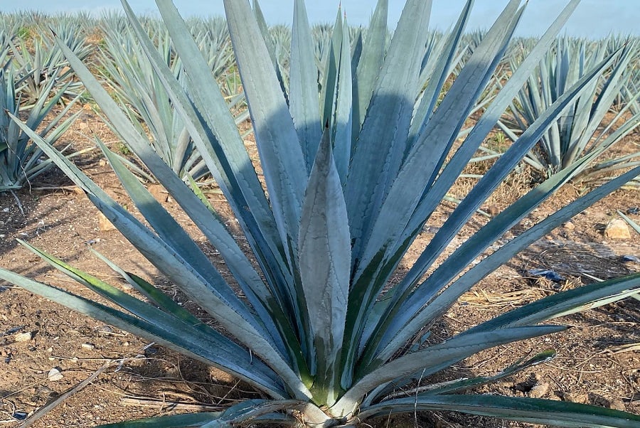 weber blue agave