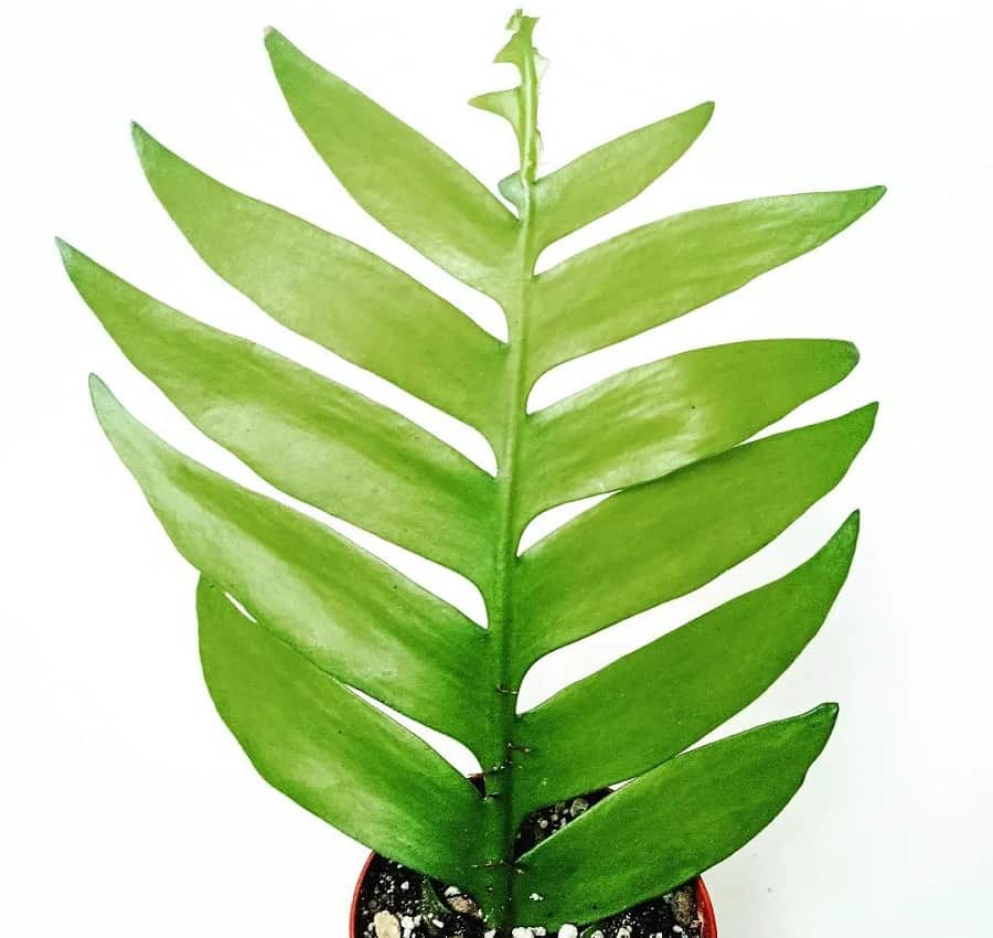 Selenicereus chrysocardium