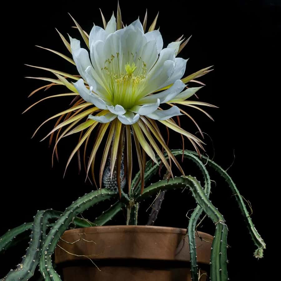Selenicereus grandiflorus