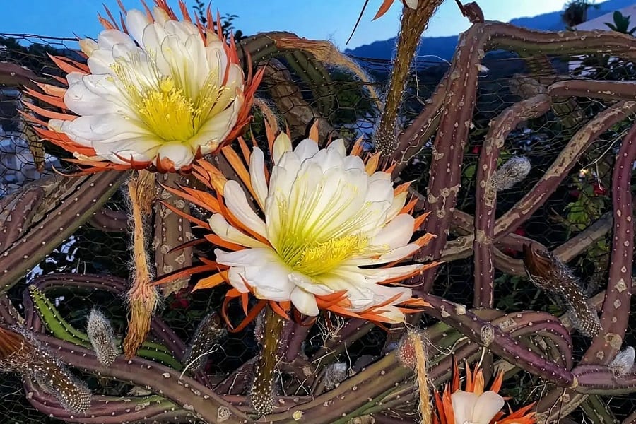 Selenicereus grandiflorus