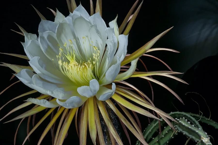 Selenicereus grandiflorus