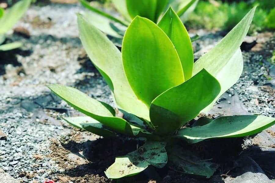 Agave ellemeetiana