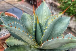 90 Types of Agave Plants With Names and Pictures - Cactus & Succulents