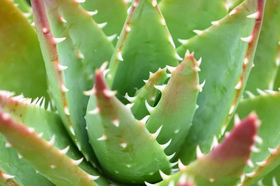 Aloe Crosby’s Prolific