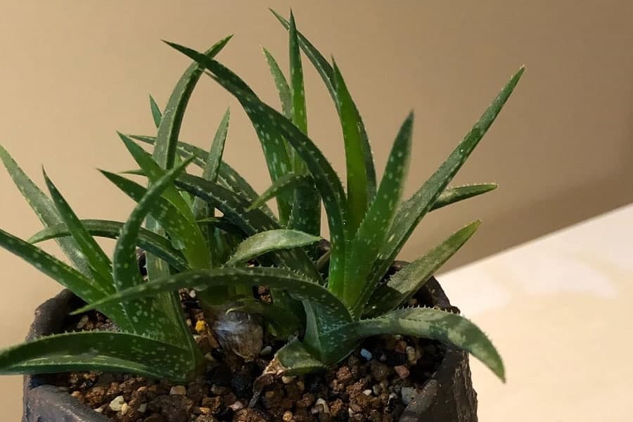 Aloe Firebird