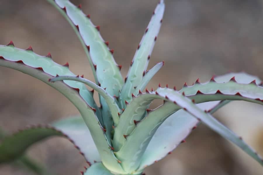 Aloe divaricata