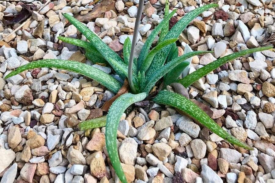 Aloe ellenbeckii