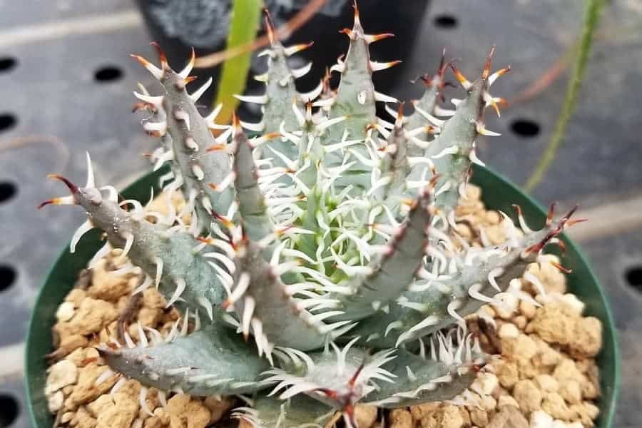 Aloe erinacea