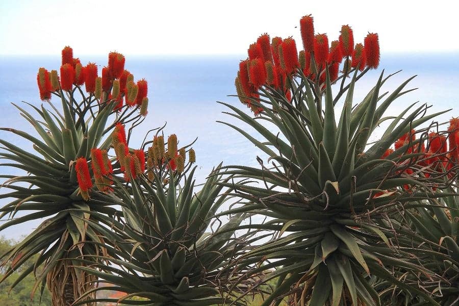 Aloe excelsa
