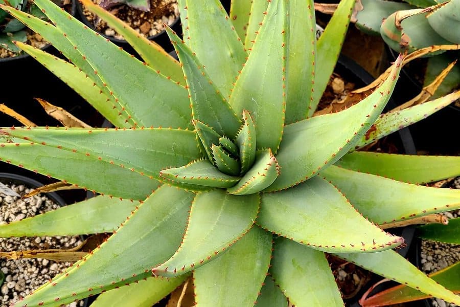 Aloe falcata