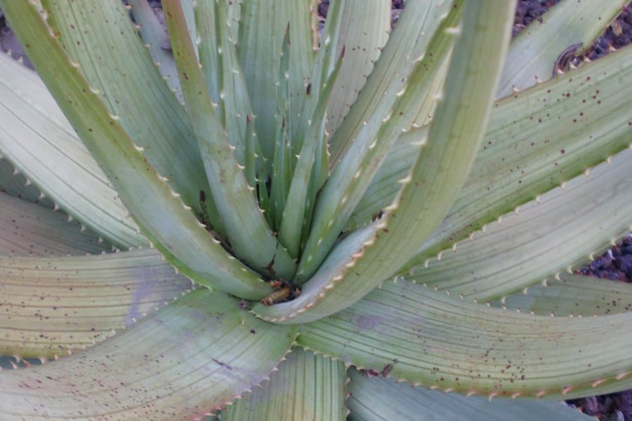 Aloe gariepensis