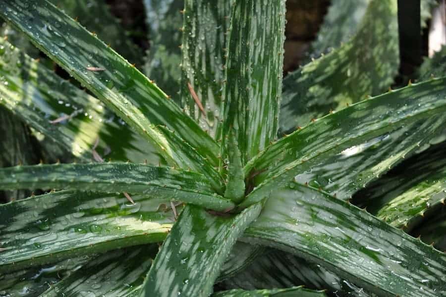 Aloe harlana