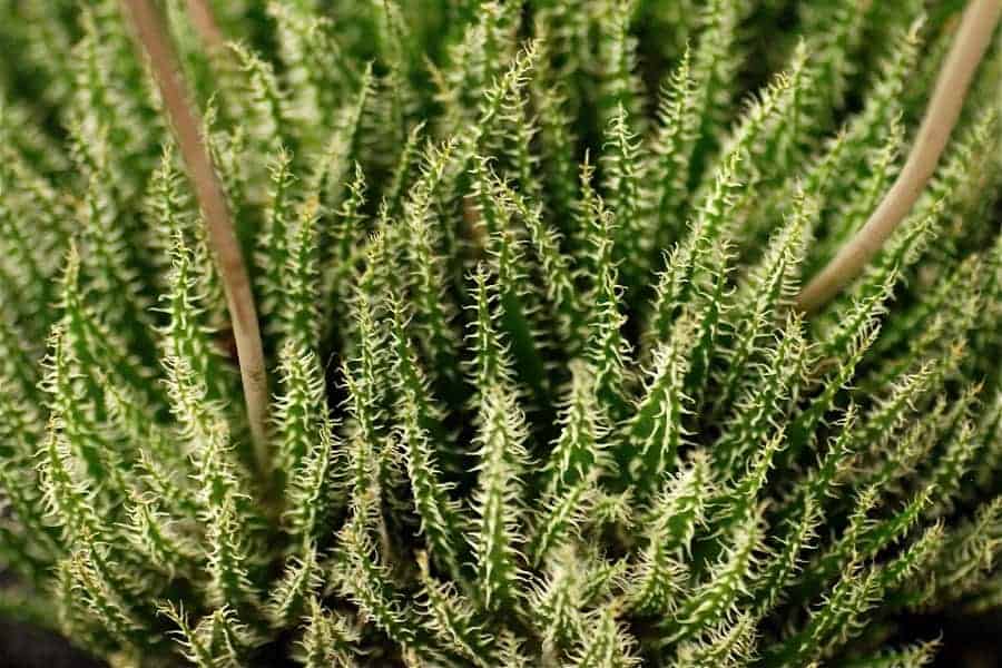 Aloe haworthioides