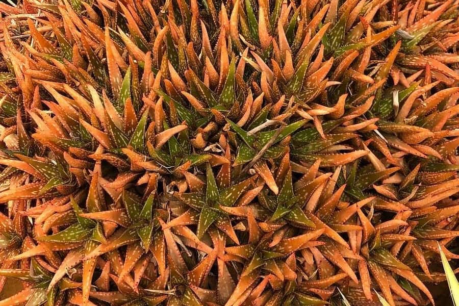 Aloe jucunda