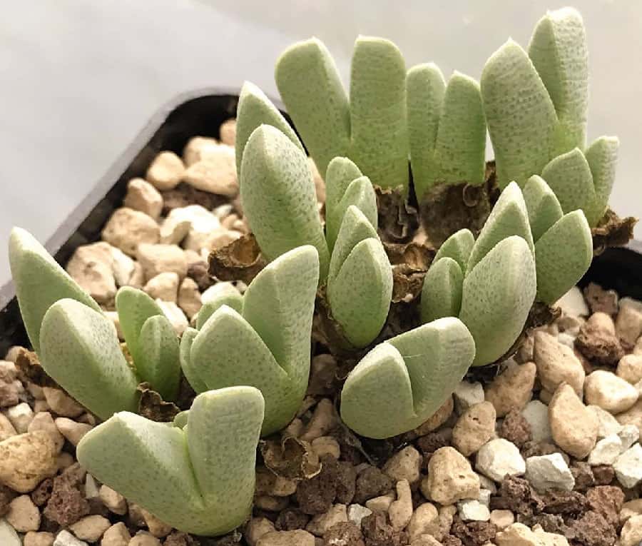 Cheiridopsis amabilis