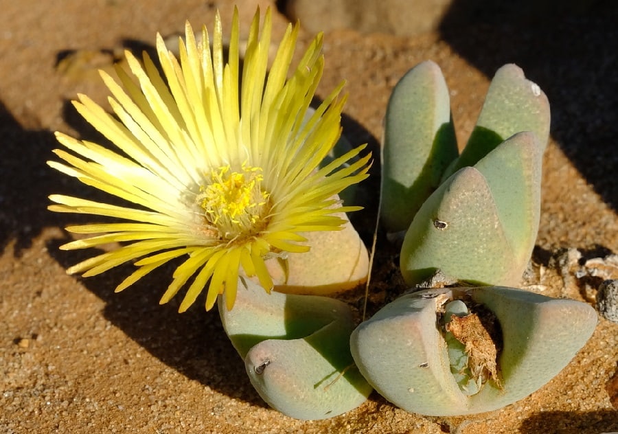 Cheiridopsis brownii
