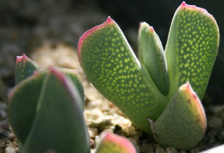 Cheiridopsis bruynsii