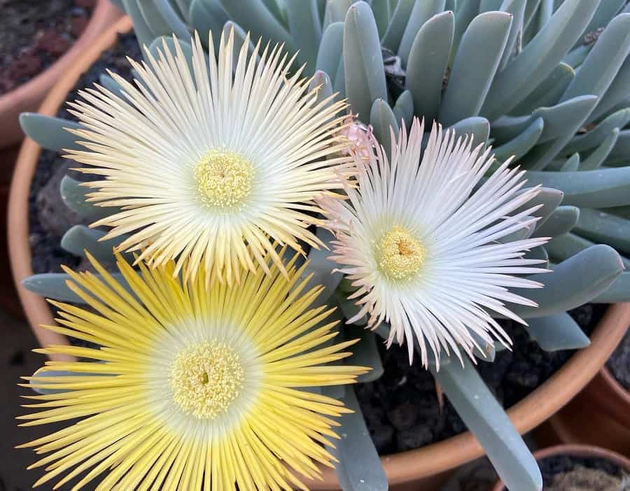 Cheiridopsis candidissima