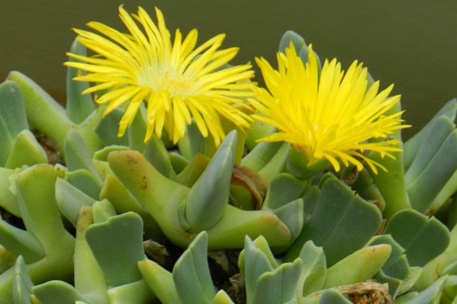 Cheiridopsis caroli-schmidtii