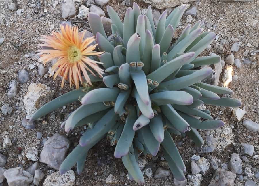 Cheiridopsis denticulata