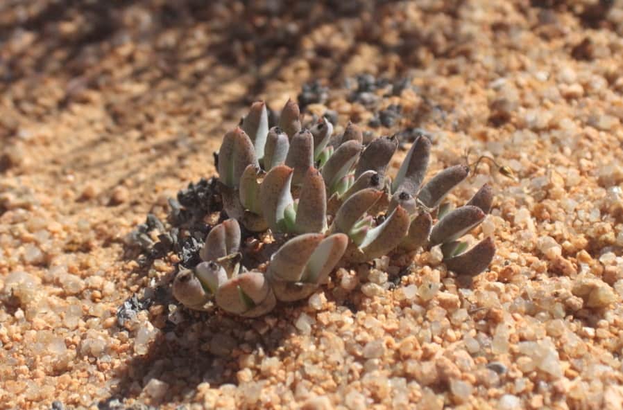 Cheiridopsis gamoepensis
